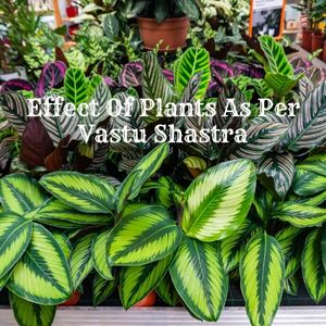 Plants As Per Vastu Shastra