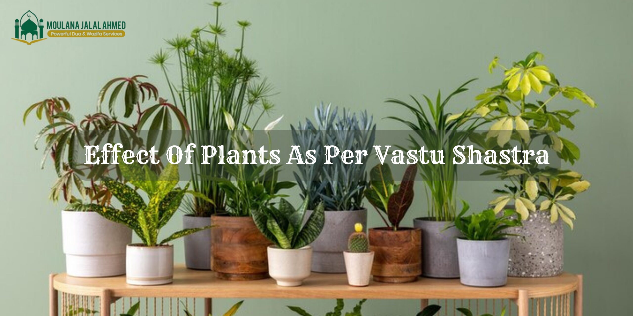 Effect Of Plants As Per Vastu Shastra
