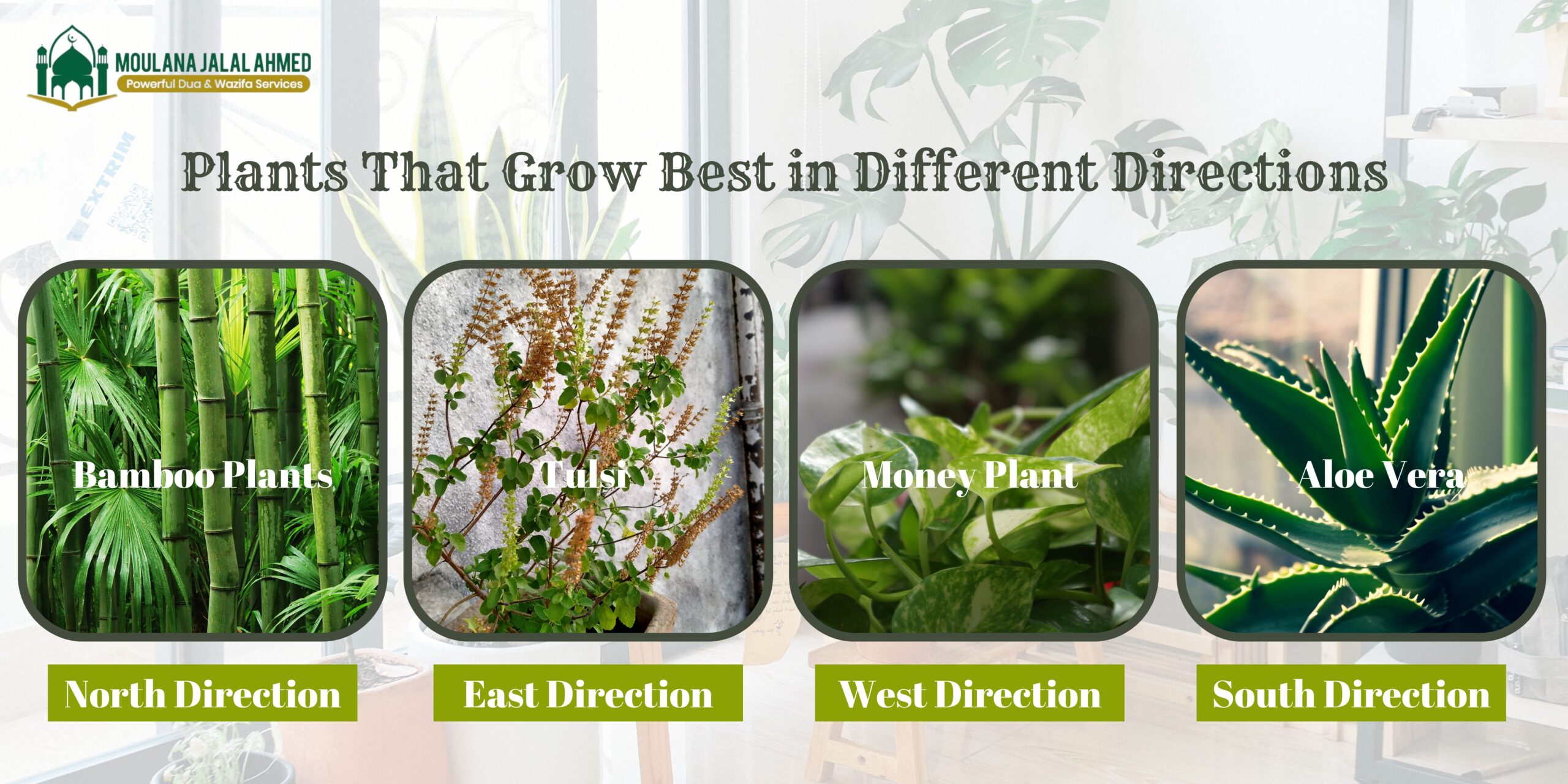 Plants That Grow Best in Different Directions